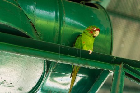 Photo for Parrot in the zoo - Royalty Free Image