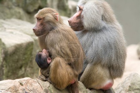 Photo for Baboon Family sitting on rock stones - Royalty Free Image