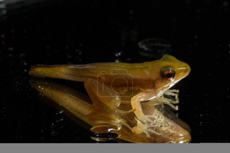 Téléchargez les photos : Gros plan d'une grenouille sur le fond noir - en image libre de droit