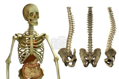 Téléchargez les photos : Illustration squelette humain anatomique et colonne vertébrale - en image libre de droit