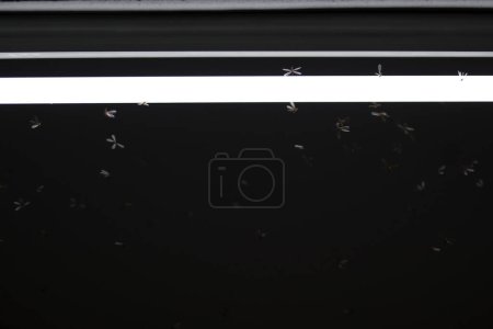 Téléchargez les photos : Mayfly volant, jouant autour des lumières fluorescentes - en image libre de droit