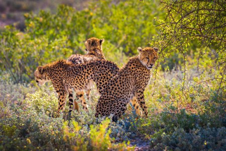 Téléchargez les photos : Trois guépards dans le parc national d'Etosha - en image libre de droit
