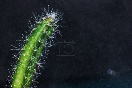 Foto de Espinas de cactus de cerca - Imagen libre de derechos
