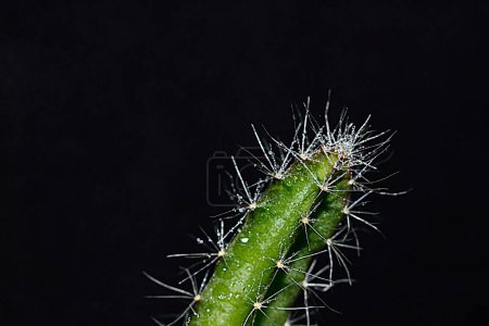 Photo for Cactus thorns close up - Royalty Free Image