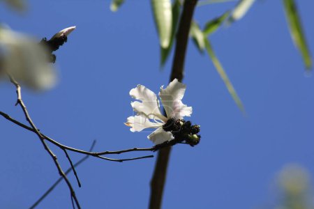 Foto de Bauhinia variegata en flor - Imagen libre de derechos