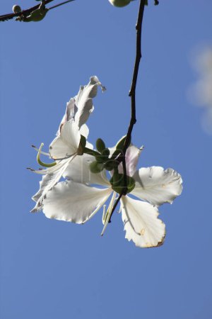 Foto de Bauhinia variegata en flor - Imagen libre de derechos