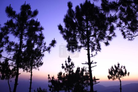 Téléchargez les photos : Silhouettes sombres d'arbres avec lumière du coucher du soleil - en image libre de droit