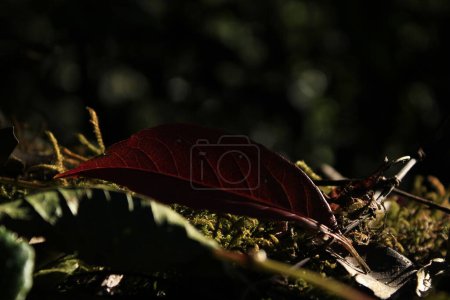 Téléchargez les photos : Les feuilles rouges séchées sont sur la mousse séchée
. - en image libre de droit