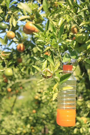 Téléchargez les photos : Variétés de mandarines fraîches sur arbre le jour - en image libre de droit
