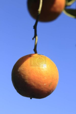 Photo for Orange tangerine close up - Royalty Free Image