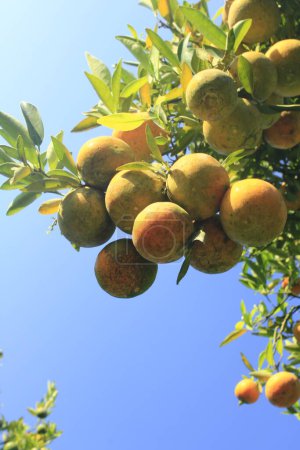 Photo for Fresh tangerine varieties on tree at daytime - Royalty Free Image