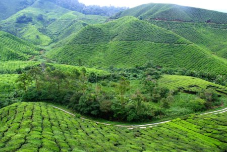 Téléchargez les photos : Plantation de thé vue panoramique - en image libre de droit