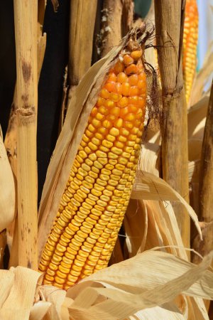 Foto de Vista de mazorca de maíz madura - Imagen libre de derechos