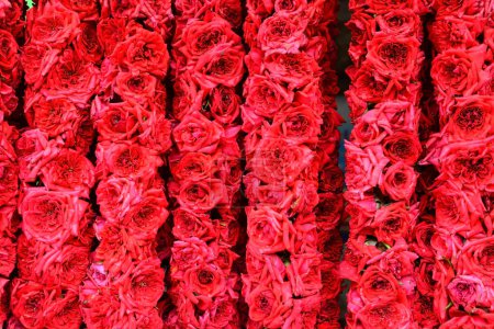 Téléchargez les photos : Des grappes de roses rouges. fond floral - en image libre de droit