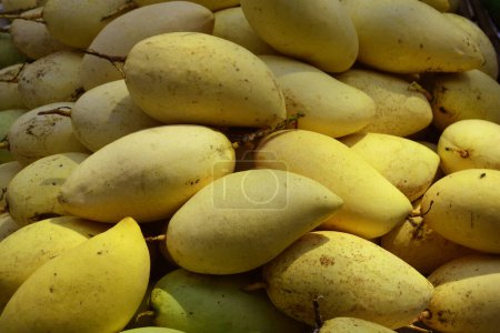 Photo for Close-up view of Fresh Ripe Mangoes - Royalty Free Image