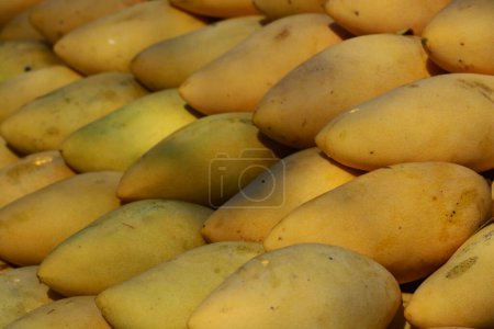 Téléchargez les photos : Vue rapprochée des mangues fraîches mûres - en image libre de droit