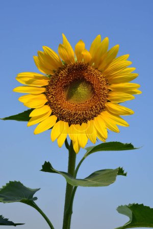 Photo for Blooming sunflower. Beautiful floral background - Royalty Free Image