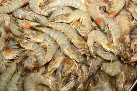 Photo for Fresh shrimps close up - Royalty Free Image