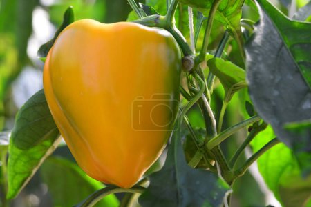 Téléchargez les photos : Paprika jaune, gros plan - en image libre de droit