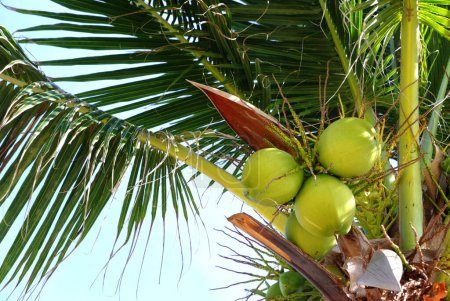 Photo for Coconut fruits close up - Royalty Free Image