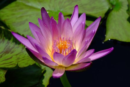 Photo for Tropical waterlily. Beautiful floral background - Royalty Free Image