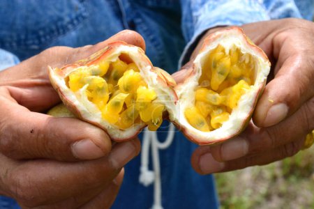 Photo for Passion fruit in hand, close up - Royalty Free Image