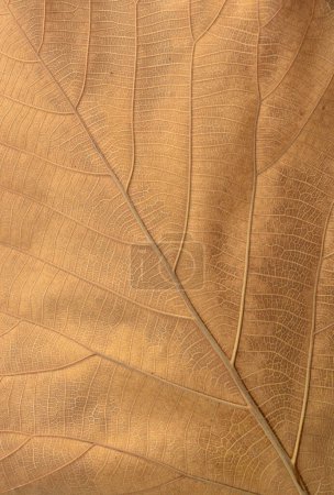 Téléchargez les photos : Texture abstraite des feuilles brun sec - en image libre de droit