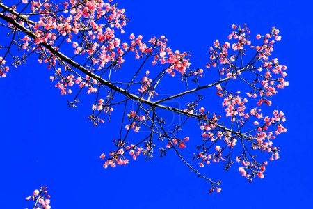Téléchargez les photos : Pink flowers and sky at daytime - en image libre de droit