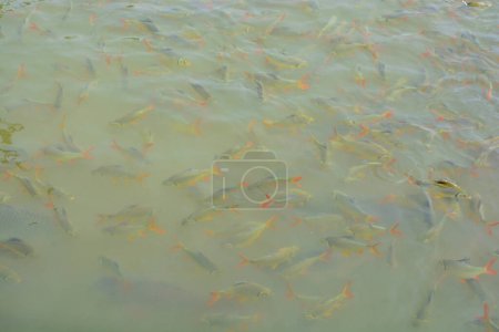 Foto de Muchos peces pequeños en el lago - Imagen libre de derechos