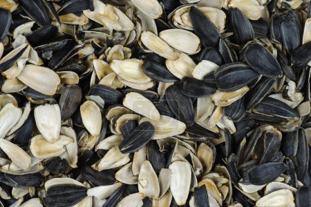 Photo for Sunflower seed shells close-up view - Royalty Free Image