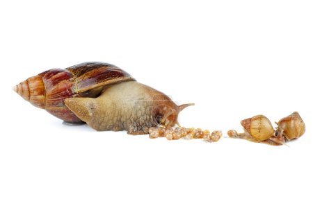 Photo for Mature and young giant African snails - Royalty Free Image