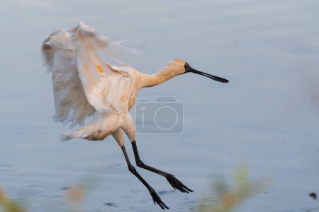 Photo for Royal Spoonbill bird in flight - Royalty Free Image
