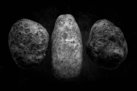 Téléchargez les photos : Trois pommes de terre différentes, gros plan - en image libre de droit
