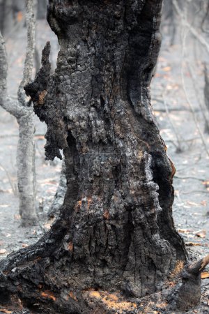 Téléchargez les photos : Restes brûlés après le feu de brousse - en image libre de droit