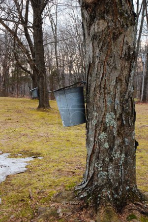 Photo for Pails catching sap for maple syrup - Royalty Free Image