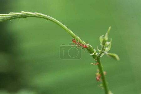 Foto de Cerrado hormiga roja, de cerca - Imagen libre de derechos