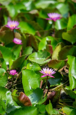 Téléchargez les photos : Fleurs de lotus de nénuphar dans l'étang - en image libre de droit
