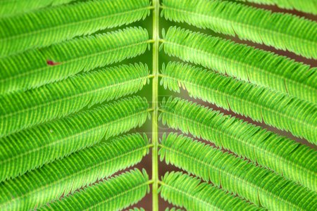 Foto de Acacia Pennata o escalada Wattle hojas verdes - Imagen libre de derechos