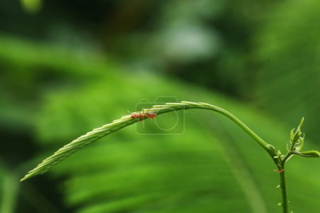 Photo for Red ant, close up - Royalty Free Image