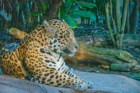 Foto de Macho jaguar grande gato tendido en un rock - Imagen libre de derechos