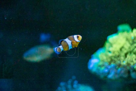 Photo for Fish. Amazing underwater world concept - Royalty Free Image