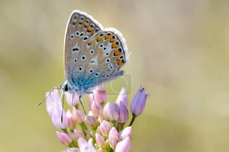Foto de Mariposa azul común o Polyommatus Icarus - Imagen libre de derechos