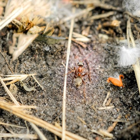 Foto de Pequeña hormiga en el fondo de la naturaleza, de cerca - Imagen libre de derechos
