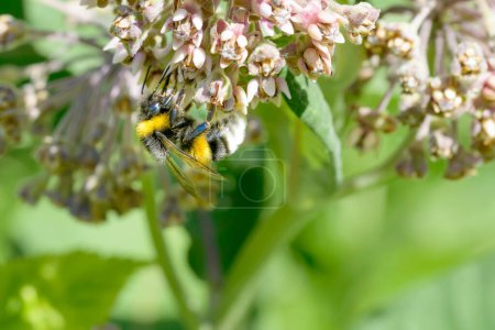Photo for Bee Foraging close up - Royalty Free Image