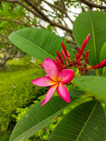 Téléchargez les photos : Rose frangipani fleurs sur arbre dans la nature - en image libre de droit