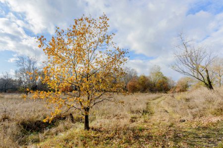 Photo for Little Orange Oak Tree in the Meadow in Autumn - Royalty Free Image
