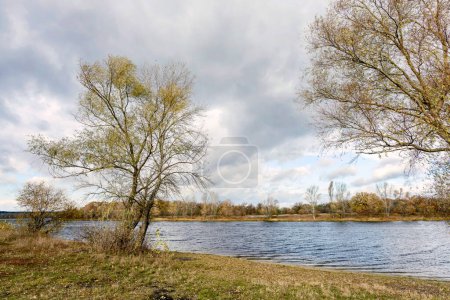 Téléchargez les photos : Saules près de la rivière en automne - en image libre de droit