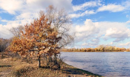 Téléchargez les photos : Petit chêne orange près de la rivière, en automne - en image libre de droit