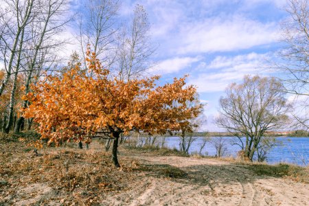Téléchargez les photos : Petit chêne orange près de la rivière, en automne - en image libre de droit