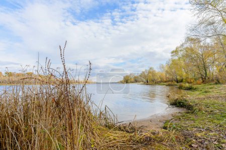 Téléchargez les photos : Peupliers et saules près de la rivière en automne - en image libre de droit